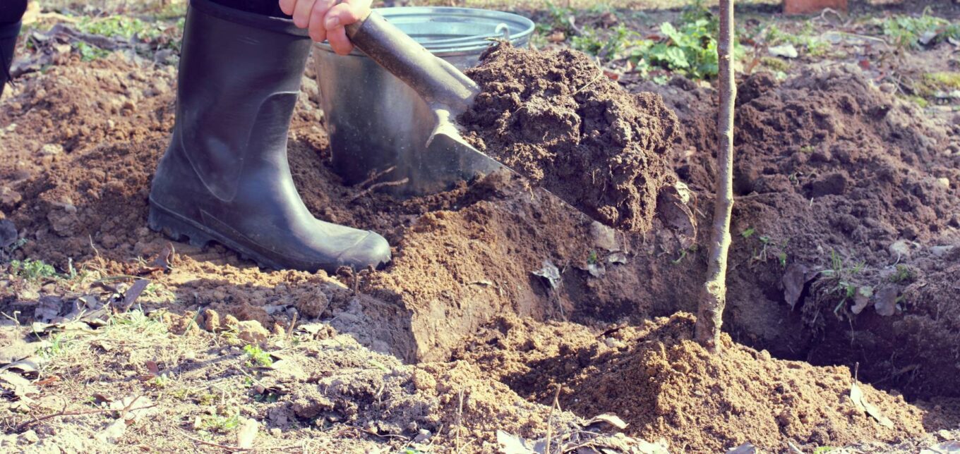 12 Steps to Successfully Planting Fruit Trees – Mother Earth News - Vimarsana News